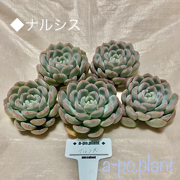 NEW◆ナルシス◆多肉植物　韓国苗　高級品種