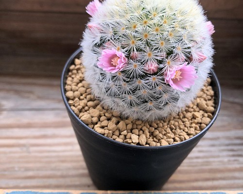 カルメナエ♡可愛い♡ふわふわサボテン♡花付き♡マミラリア