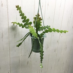 エピフィルム・アングリガー / epiphyllum anguliger / フィッシュボーンカクタス 吊り鉢 1枚目の画像