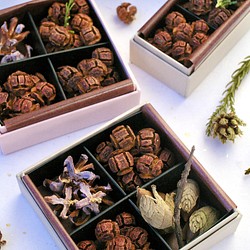 チョコレートのようなヒノキ「ビオレッタ/Violetta」色違いヒノキ+コノテガシワ+ドングリ 1枚目の画像