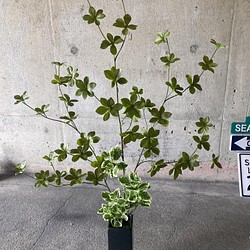 光触媒　人工観葉植物　ウォールグリーン　フェイク　アレンジ　ドウダンとスピンドル 1枚目の画像