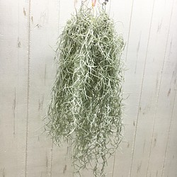 まとめ売り エアプランツ ウスネオイデス 太葉 Tillandsia Usneoides スパニッシュモス 60g 3束 その他インテリア雑貨 Plants Shop Olive 通販 Creema クリーマ ハンドメイド 手作り クラフト作品の販売サイト