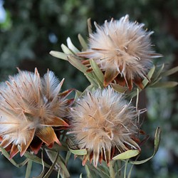 リューカデンドロン プルモーサムの Dry Flower（5ヘッド） 1枚目の画像