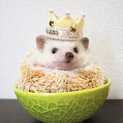 kirakira crown･･･小さな小動物向け　ミニクラウン　王冠　うさぎ　チンチラ・・♪ 1枚目の画像