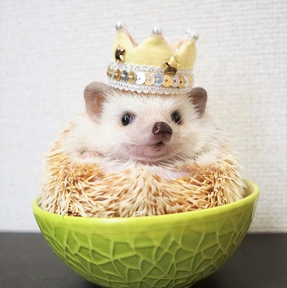 kirakira crown・・・小さな小動物向け ミニクラウン 王冠 うさぎ