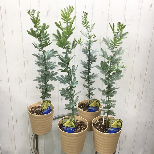 樹形良好 ミモザ アカシア 5号鉢 その他インテリア雑貨 Plants Shop Olive 通販 Creema クリーマ ハンドメイド 手作り クラフト作品の販売サイト