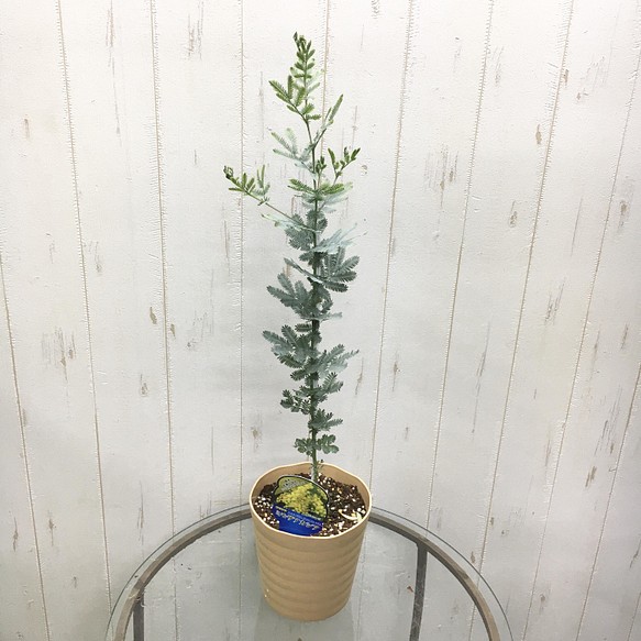 樹形良好 ミモザ アカシア 5号鉢 その他インテリア雑貨 Plants Shop Olive 通販 Creema クリーマ ハンドメイド 手作り クラフト作品の販売サイト