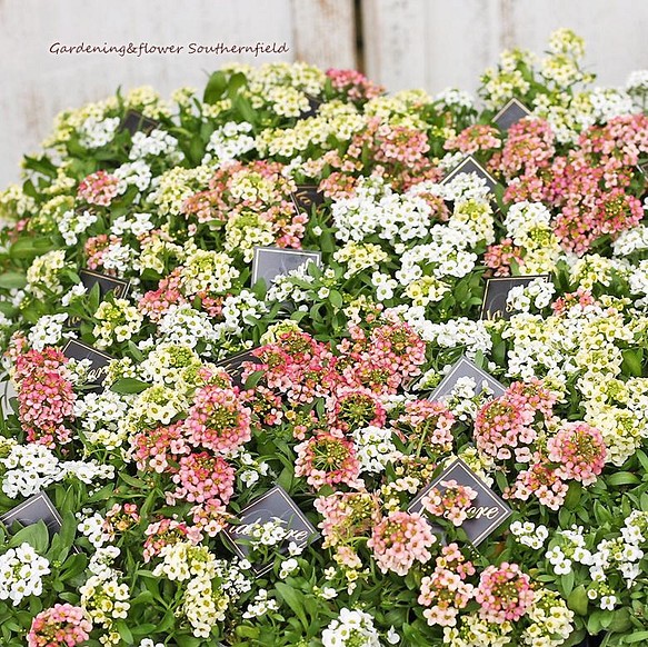 花苗 スイートアリッサム シックカラー 2.5号ロングポット 花壇 寄せ植え 春の花 2苗セット 1枚目の画像