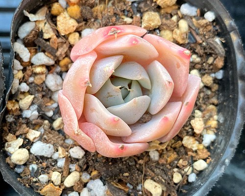 ホワイトラビット 小苗 韓国苗 多肉植物 多肉植物 プクニク 通販