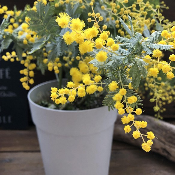 花芽つきミモザ 今年咲きます ミモザの苗 ガーデニング 観葉植物 フラワー リース パリジェンヌ 通販 Creema クリーマ ハンドメイド 手作り クラフト作品の販売サイト