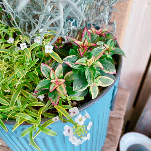 販売のものです 春にお花が咲く エレモフィラ寄せ植え 毎年楽しめるお洒落なお花 水色系ブリキ鉢 アイアンピック 日本国産 Kingscages Com