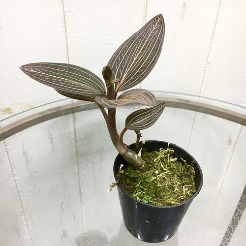 花芽あり 希少 ジュエルオーキッド アネクトキルス ロクスバーギーusa その他インテリア雑貨 Plants Shop Olive 通販 Creema クリーマ ハンドメイド 手作り クラフト作品の販売サイト