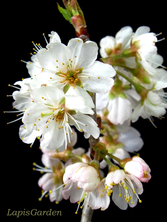 開花中 さくらんぼ 一本で花も実も楽しめる夢のサクランボ 暖地でも実が成ります カラミザクラ その他インテリア雑貨 ラピスガーデン 通販 Creema クリーマ ハンドメイド 手作り クラフト作品の販売サイト