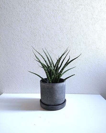 空気浄化植物 新作 美形 希少 サンスベリア ファーンウッド 鉢付き セメント製