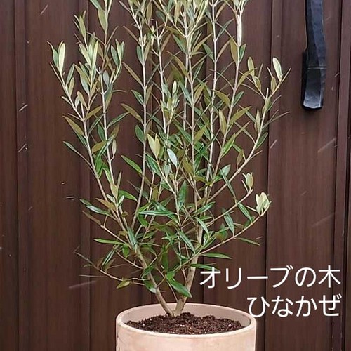 大きな大きなオリーブの木 ひなかぜ 鉢植え 観葉植物 シンボルツリー 苗木 その他インテリア雑貨 Fleurir フルリール 通販 Creema クリーマ ハンドメイド 手作り クラフト作品の販売サイト