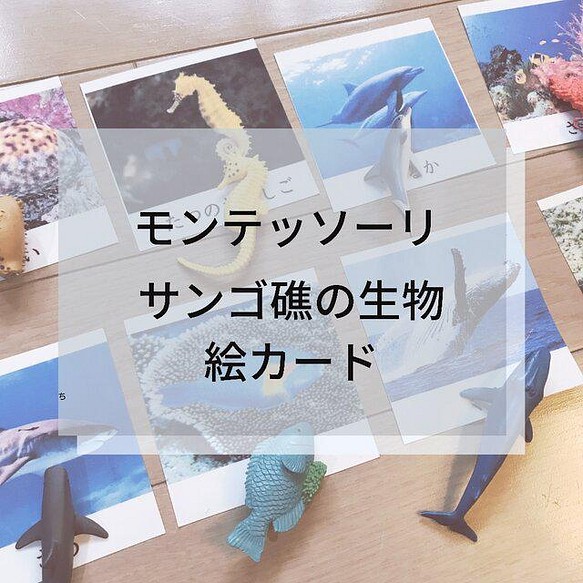 豪奢な ☆モンテッソーリ☆ サンゴ礁の生き物 お気に入り 絵カード