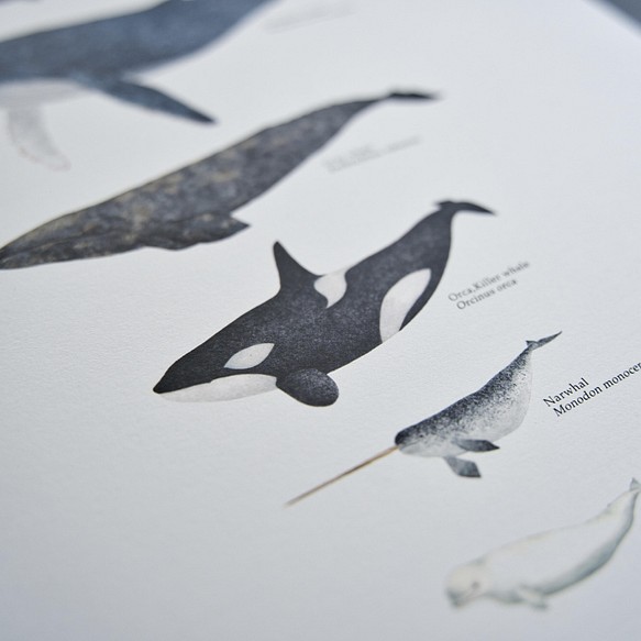 アートポスター クジラ Whales イラスト Atelier Takeyabu 通販 Creema クリーマ ハンドメイド 手作り クラフト作品の販売サイト