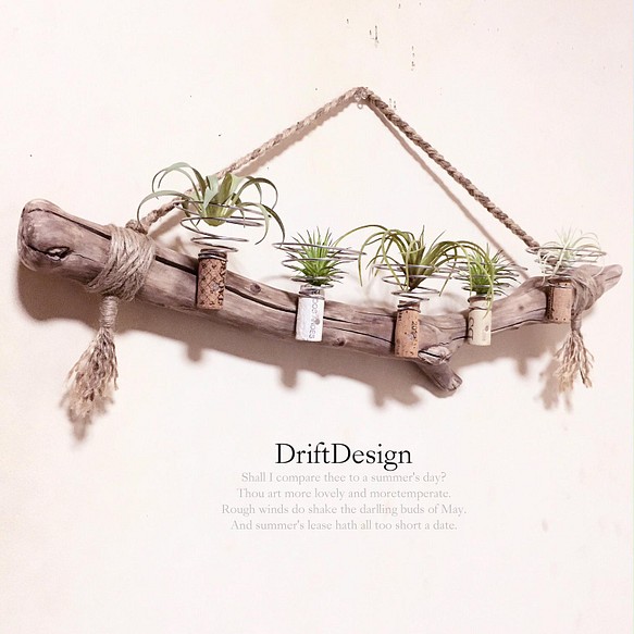 〜Drift Design〜　味わい希少流木のお洒落な多用途５連コルクホルダー　エアプランツ　造花　植物　インテリア