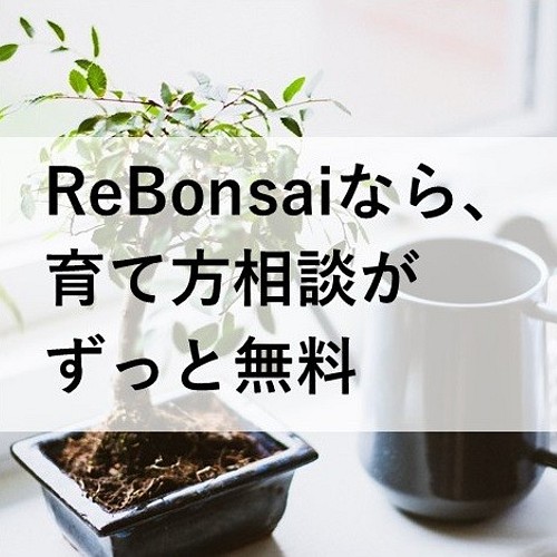 インテリア盆栽 おかめ桜 フラワー リース Rebonsai 通販 Creema クリーマ ハンドメイド 手作り クラフト作品の販売サイト