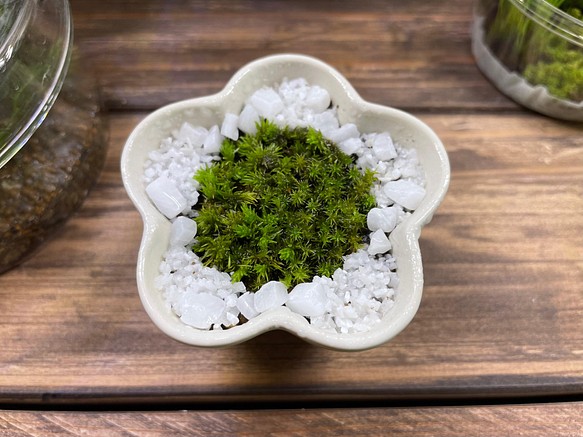 小さなコケ盆栽のキット（梅型白容器） 1枚目の画像