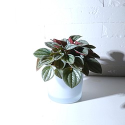 ●数量限定●シルバー×パープル　”ペペロミア　ナポリナイツ　鉢カバー付き（ポーランド製・マットホワイト）”観葉植物 1枚目の画像