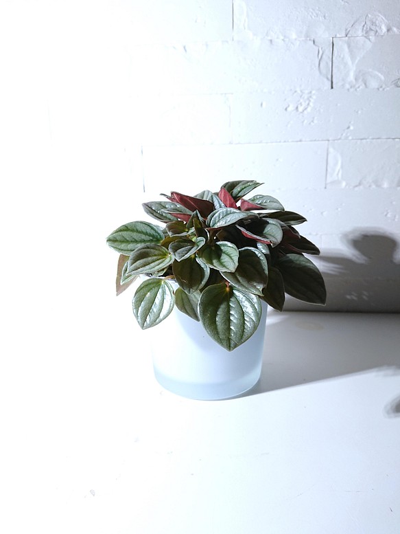 ●数量限定●シルバー×パープル　”ペペロミア　ナポリナイツ　鉢カバー付き（ポーランド製・マットホワイト）”観葉植物 1枚目の画像