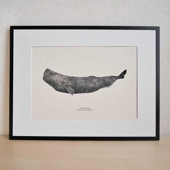 アートポスター マッコウクジラ Sperm Whale イラスト Atelier Takeyabu 通販 Creema クリーマ ハンドメイド 手作り クラフト作品の販売サイト