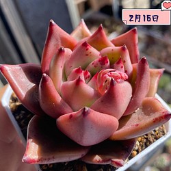 多肉植物 血羅 韓国苗 血斑あり 159