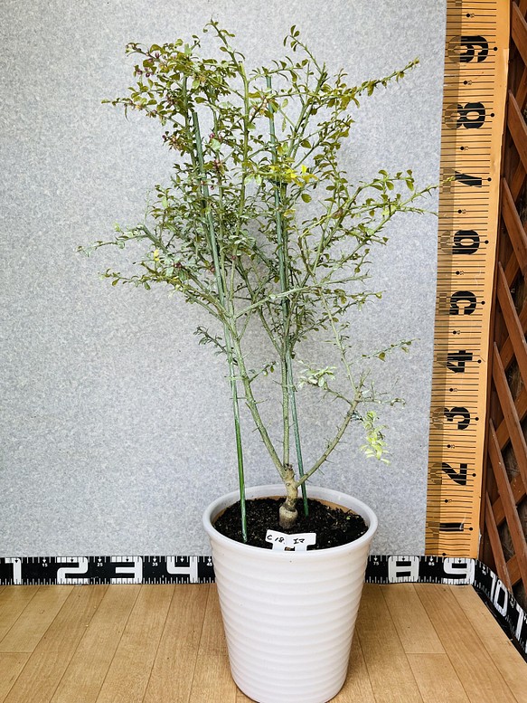 ハンドメイド花芽着き／幼着き／接木苗　フィンガーライム苗　高さ80センチ　10号鉢植え