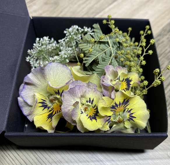 茎ありレースフラワーとももかビオラとミモザの花材box 日本限定