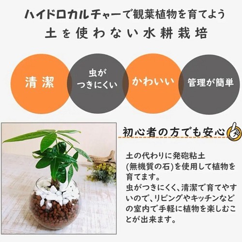 インテリアset マドカズラ コーヒーの木 円柱グラス ハイドロカルチャー 観葉植物 インテリア 母の日 その他インテリア雑貨 Lovely Pocket 通販 Creema クリーマ ハンドメイド 手作り クラフト作品の販売サイト