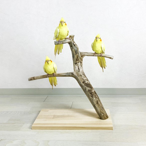 【流木の止まり木】鳥 インコ バードスタンド 3本枝で楽しく止まれるスリムタイプ 1枚目の画像