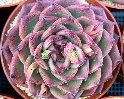 グリーンドラゴン 大株 韓国苗 多肉植物 多肉植物 プクニク 通販