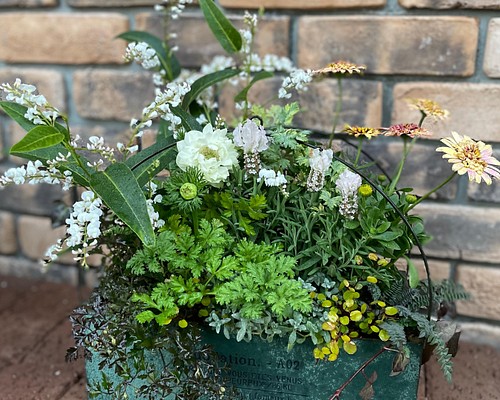 ＊寄せ植え＊春色を乗せて♪多年草 宿根草 グランドカバーを植えました♪