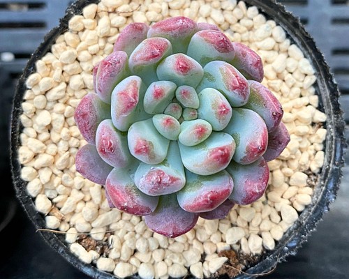 ブルーエルフ 韓国苗 多肉植物 多肉植物 プクニク 通販｜Creema(クリーマ)