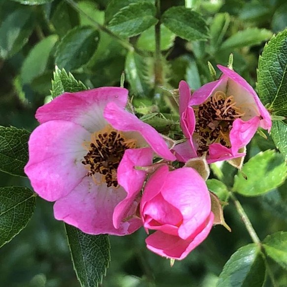 つるバラ バレリーナ ポット苗 挿し木苗 薔薇 フラワー リース ちいさなうさぎ 通販 Creema クリーマ ハンドメイド 手作り クラフト作品の販売サイト