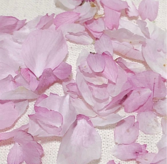 #62 R4年　ドライフラワー 桜 さくら 花びら 80枚 ピンクの花 素材 1枚目の画像