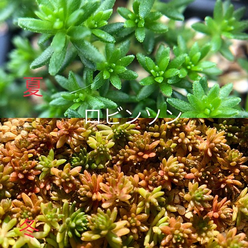 多肉植物 気まぐれ寄せ植え ピンクプリティ 大 紅葉タイプ カット苗 フラワー リース N 通販 Creema クリーマ ハンドメイド 手作り クラフト作品の販売サイト