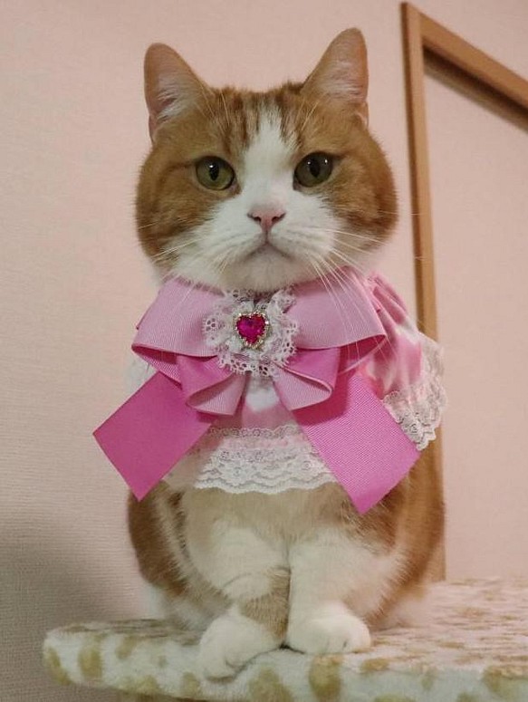 猫服　ケープ　マジカル　ゆめかわ　ピンク 1枚目の画像