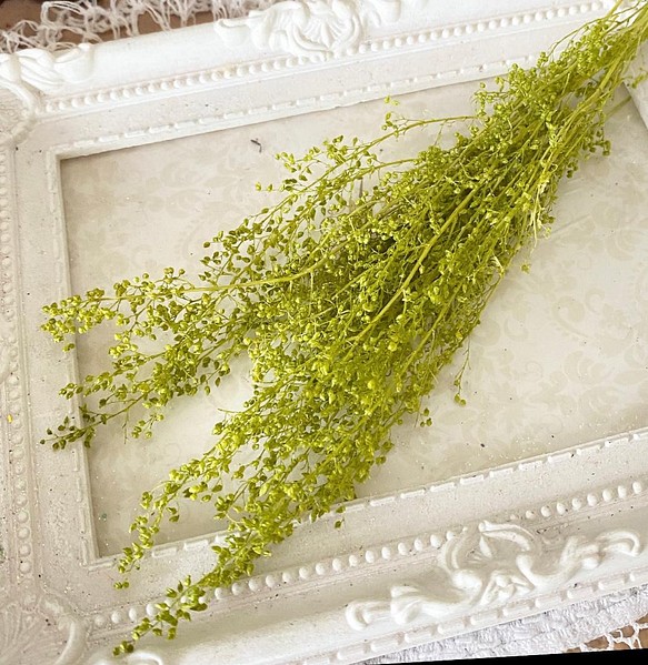 人気花材シャワーグラスグリーン小分け❣️ハンドメイド花材プリザーブドフラワー 1枚目の画像