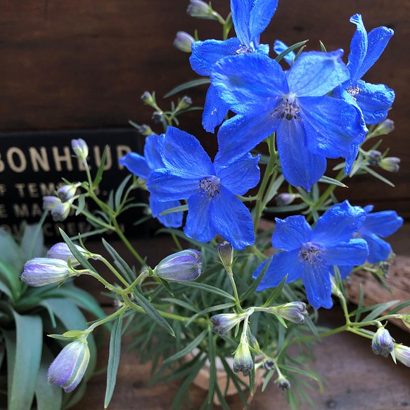 チアブルー デルフィニウム ブルーの綺麗な花 フラワー リース パリジェンヌ 通販 Creema クリーマ ハンドメイド 手作り クラフト作品の販売サイト