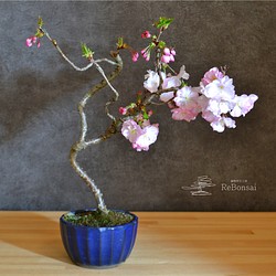 インテリア盆栽「桜-八重の輝」 1枚目の画像