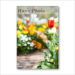 1513）花のある風景　　　 ポストカード5枚組 1枚目の画像