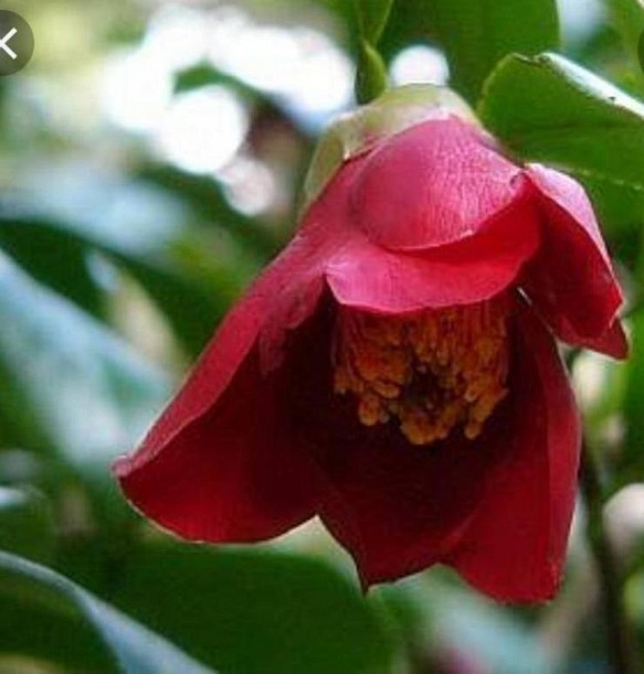 椿【黒ユリ】藪椿更に暗くした　引き込まれそうな紅色の花　茶花としても品があります 1枚目の画像