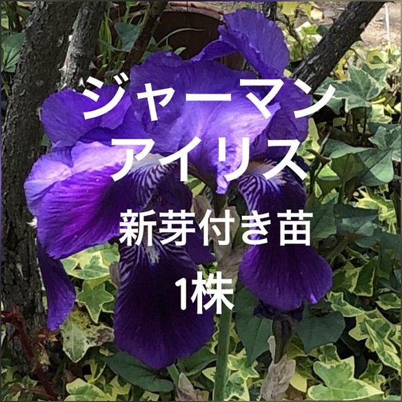 ジャーマンアイリス 濃い紫 新芽付き 地堀苗 1株 多年草 多肉植物