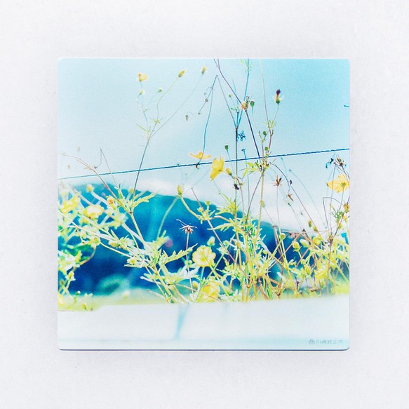 コスモス 3枚セット（野花のしかくいポストカード）秋桜・写真・正方形・メッセージカード 1枚目の画像
