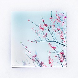 キクモモ 3枚セット（野花のしかくいポストカード）菊桃・写真・正方形・メッセージカード 1枚目の画像