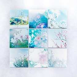 野花のしかくいポストカード 選べる9枚セット（八重桜・サルスベリ・ムクゲ・ユキヤナギ・コスモス・乙女椿）写真・正方形 1枚目の画像