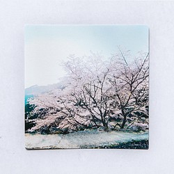 クマノザクラ① 3枚セット（野花のしかくいポストカード）桜・さくら・写真・熊野・正方形・メッセージカード 1枚目の画像