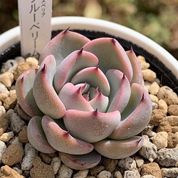 超人気品種 ブルーベリームーン 多肉植物 自家栽培 国産 フラワー リース 美 Taniku 通販 Creema クリーマ ハンドメイド 手作り クラフト作品の販売サイト